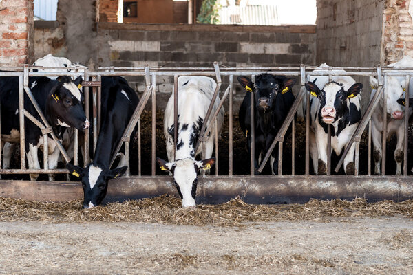 Cows in barn with hay