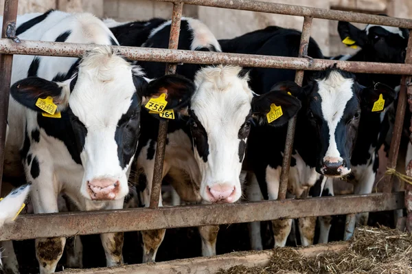 Cows in barn with hay — Stock Photo, Image