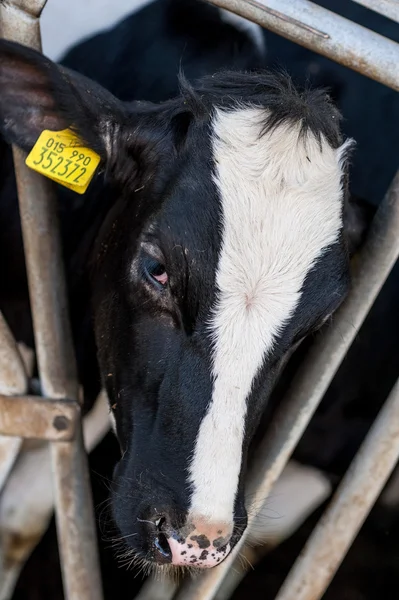Vaca no celeiro com feno — Fotografia de Stock