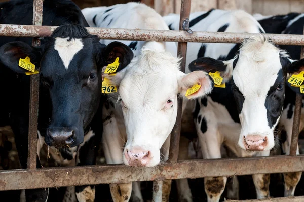 Vacas no celeiro com feno — Fotografia de Stock