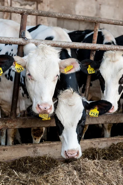 Vacas en granero con heno —  Fotos de Stock