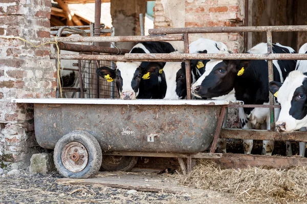 Коровы в сарае с сеном — стоковое фото