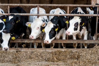 Saman ile Ahırda inekler