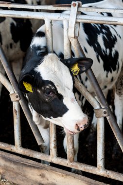 Ahırda saman ile inek