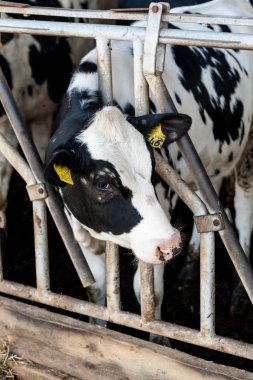 Ahırda saman ile inek