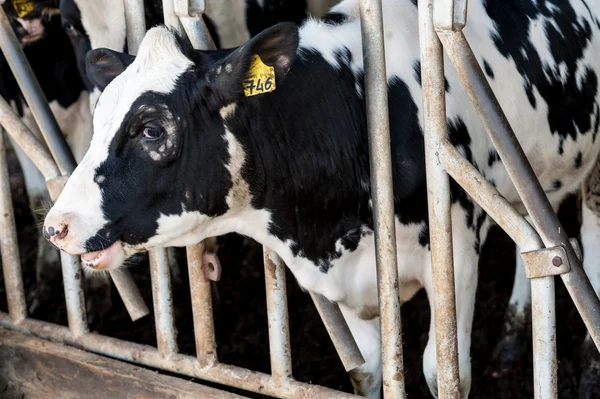 Vaca no celeiro com feno — Fotografia de Stock