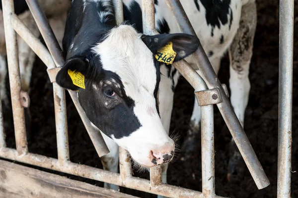 Vaca no celeiro com feno — Fotografia de Stock