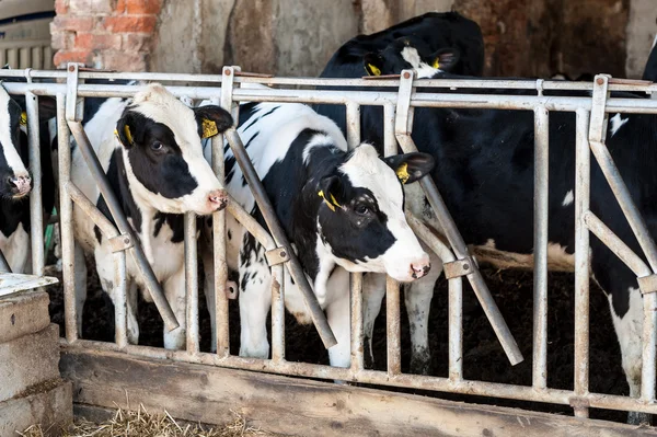 Vacas no celeiro com feno — Fotografia de Stock