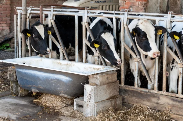 Vacas no celeiro com feno — Fotografia de Stock