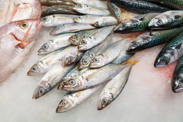 Mercado de pescado fresco — Foto de Stock