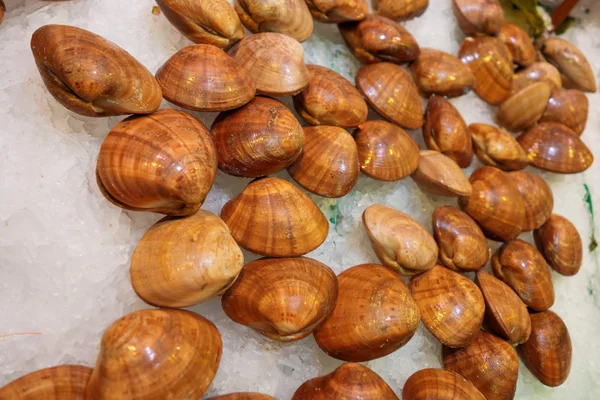 Cockles freschi al mercato — Foto Stock