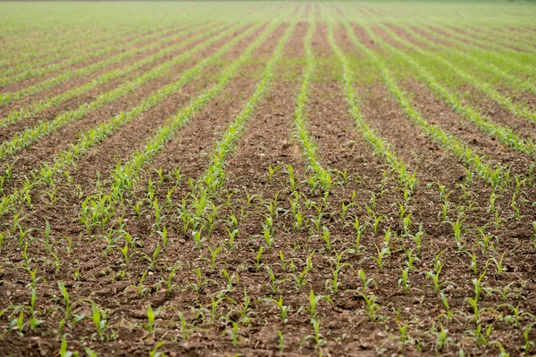 Gecultiveerde maïsveld — Stockfoto