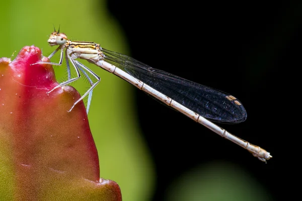 Dragonfly resting on red leaf — Stock Photo, Image