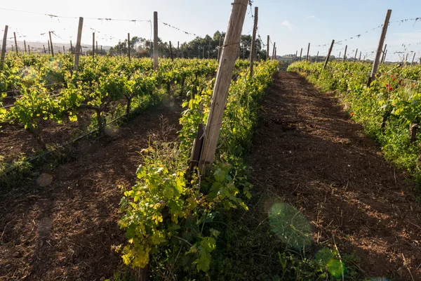 Viñas interminables en una fila —  Fotos de Stock