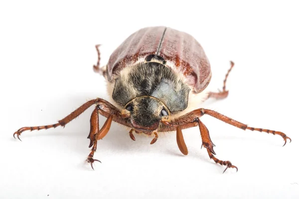Μπορεί να bug μακροεντολή — Φωτογραφία Αρχείου