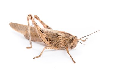 büyük kahverengi keçiboynuzu