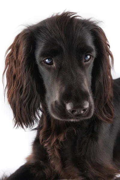 Preto cocker spaniel — Fotografia de Stock