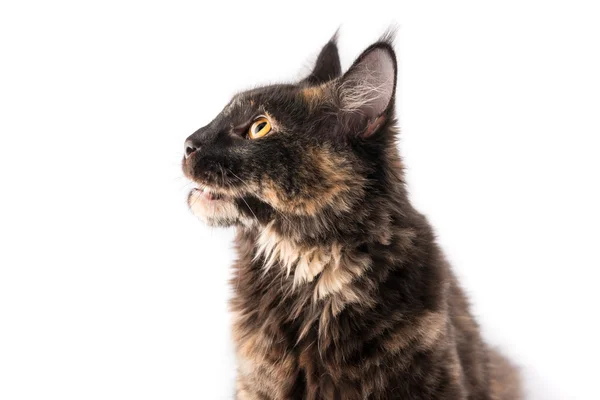 Maine Coon cat — Stock Photo, Image