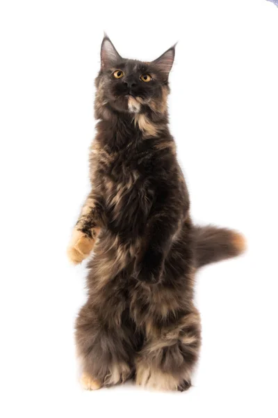 Maine coon kat — Stockfoto