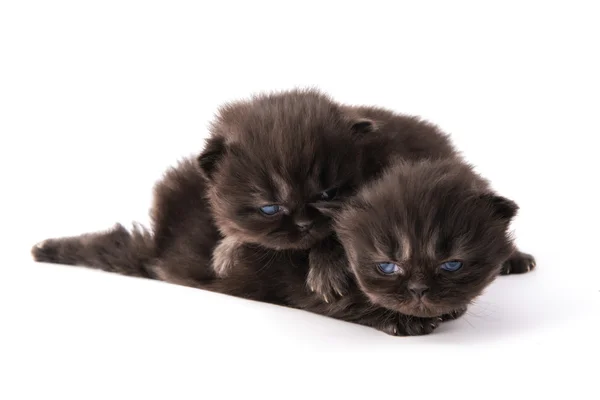 Roztomilá perská koťátka — Stock fotografie