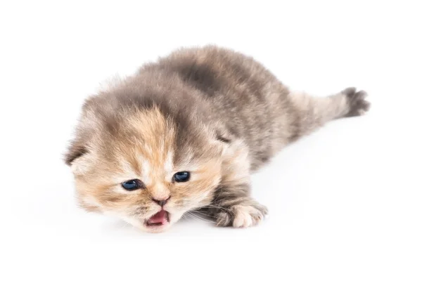 Perské kotě na bílém pozadí — Stock fotografie