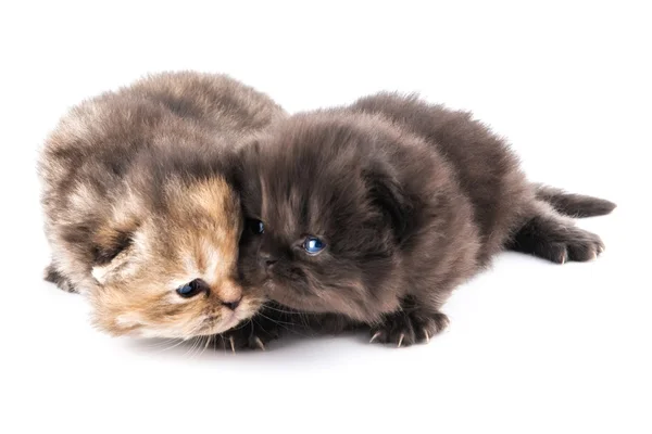 Lindos gatitos persas —  Fotos de Stock