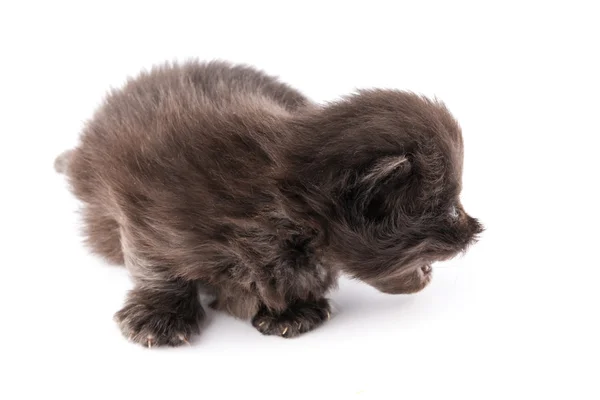 Lindo gatito persa —  Fotos de Stock
