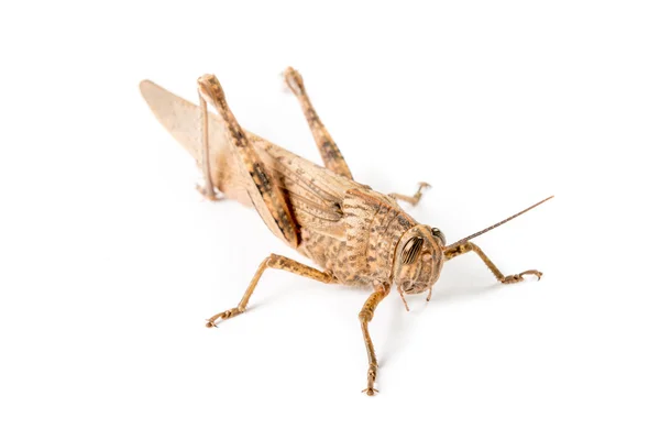 Big brown locust — Stock Photo, Image