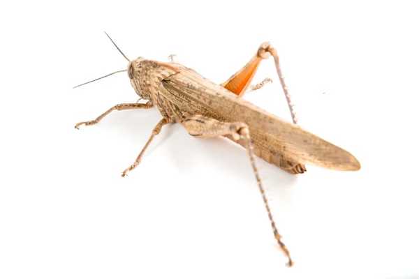 Große Braune Heuschrecke — Stockfoto