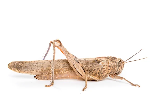 Big brown locust — Stock Photo, Image