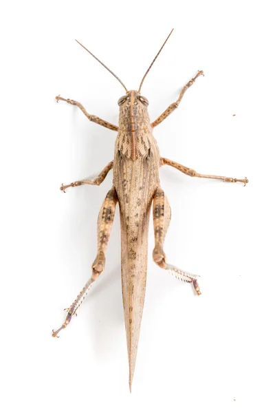 Big brown locust — Stock Photo, Image