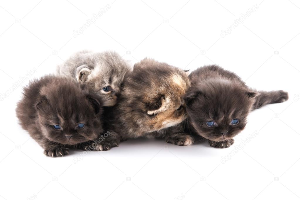 Cute persian kittens