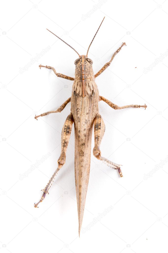 Big brown locust