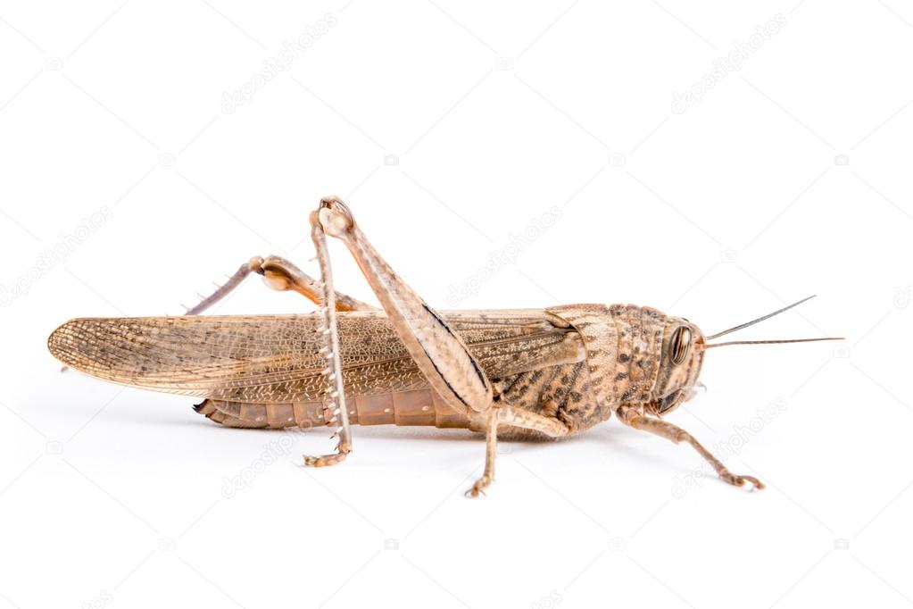 Big brown locust