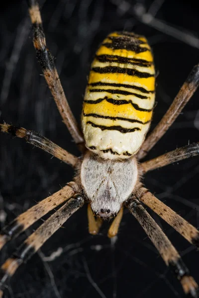 Araignée guêpe avec toile d'araignée — Photo