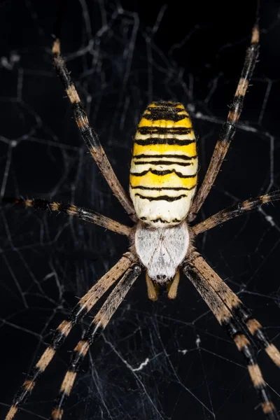 Araña avispa con telaraña — Foto de Stock