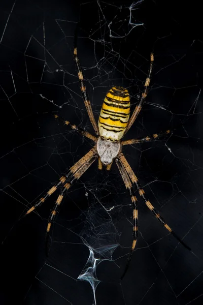 Wasp spider with cobweb Royalty Free Stock Images