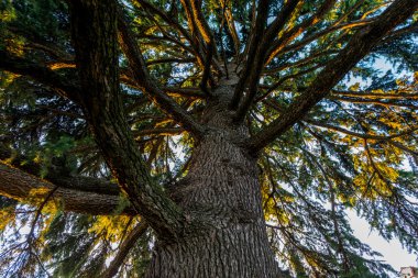  eski ağaç ile sabah ışığında