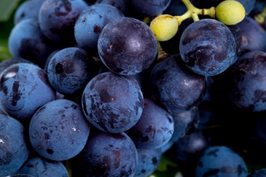siyah üzüm demet