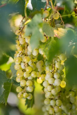 Bağ ile üzüm demet