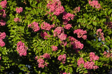Güzel çalı çiçek pembe çiçekler 