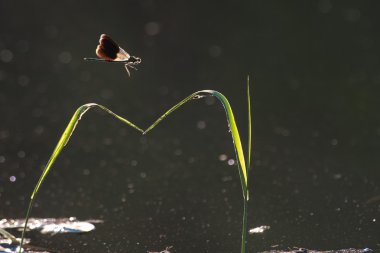 Otların üzerinde yusufçuk. 