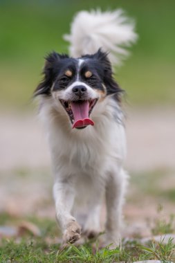 Siyah ve beyaz kırma köpek