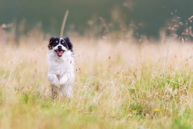 Siyah ve beyaz kırma köpek
