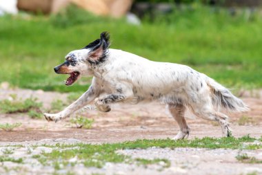 İngiliz setter köpek