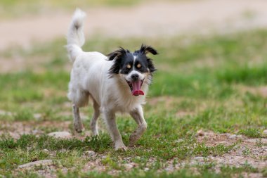 Siyah ve beyaz kırma köpek