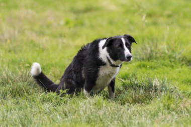 Siyah ve beyaz kırma köpek