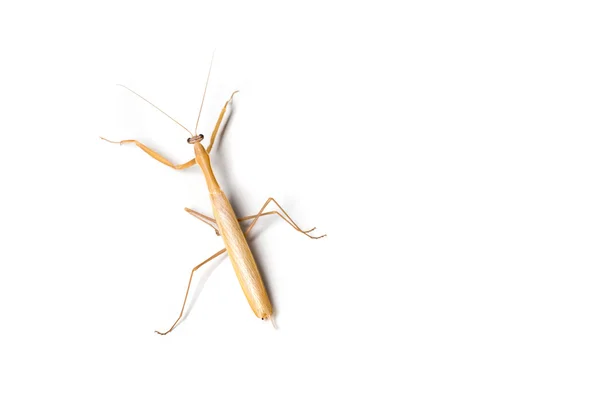 European male mantis — Stock Photo, Image