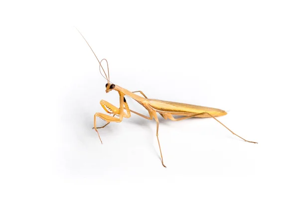 Avrupa erkek mantis — Stok fotoğraf