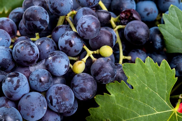 Bunch of black grapes — Stock Photo, Image